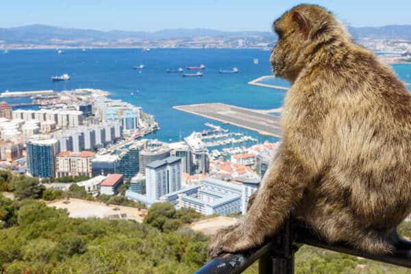 Derfor lever det ville aper i Gibraltar